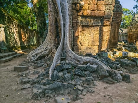 Ruin of ancient Ta Prohm Wat temple with awesome tree in Angkor, Cambodia