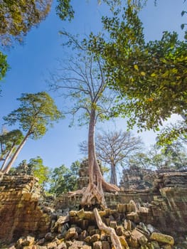 Ruin of ancient Ta Prohm Wat temple with awesome tree in Angkor, Cambodia