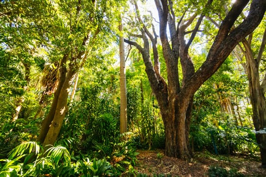 BRISBANE, AUSTRALIA - JULY 29 2023: City Botanic Gardens on a clear winter's day in Brisbane, Queensland, Australia