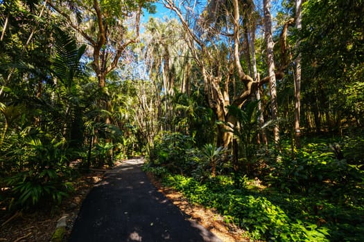 BRISBANE, AUSTRALIA - JULY 29 2023: City Botanic Gardens on a clear winter's day in Brisbane, Queensland, Australia