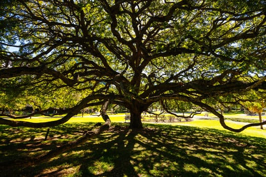 BRISBANE, AUSTRALIA - JULY 29 2023: City Botanic Gardens on a clear winter's day in Brisbane, Queensland, Australia