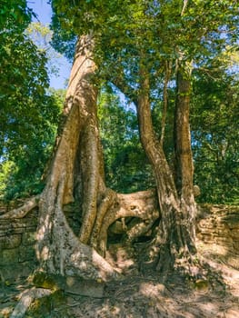 Ruin of ancient Ta Prohm Wat temple with awesome tree in Angkor, Cambodia