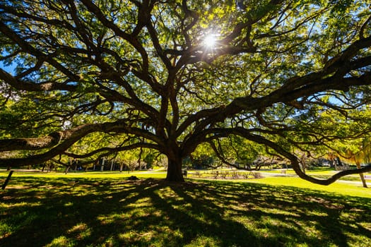 BRISBANE, AUSTRALIA - JULY 29 2023: City Botanic Gardens on a clear winter's day in Brisbane, Queensland, Australia