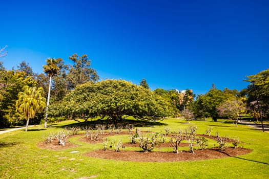 BRISBANE, AUSTRALIA - JULY 29 2023: City Botanic Gardens on a clear winter's day in Brisbane, Queensland, Australia