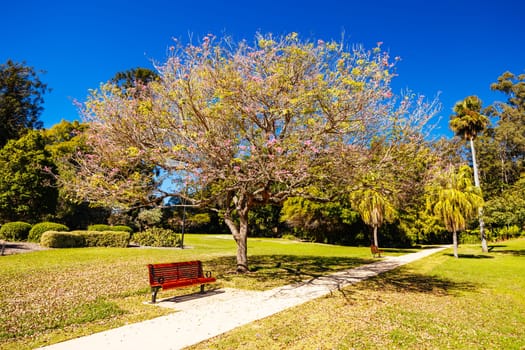 BRISBANE, AUSTRALIA - JULY 29 2023: City Botanic Gardens on a clear winter's day in Brisbane, Queensland, Australia