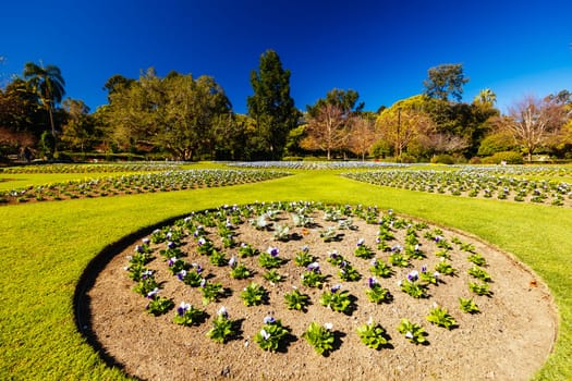 BRISBANE, AUSTRALIA - JULY 29 2023: City Botanic Gardens on a clear winter's day in Brisbane, Queensland, Australia