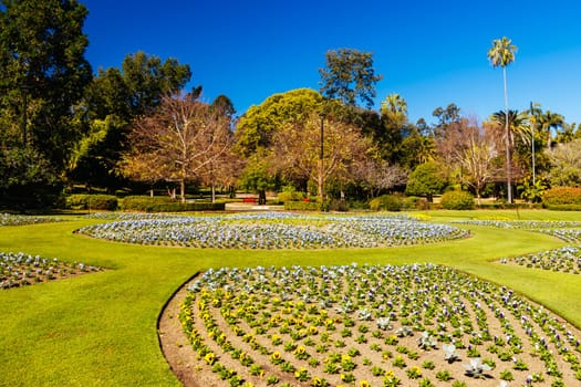 BRISBANE, AUSTRALIA - JULY 29 2023: City Botanic Gardens on a clear winter's day in Brisbane, Queensland, Australia