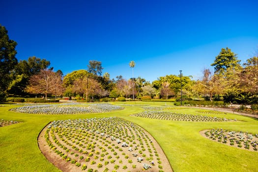 BRISBANE, AUSTRALIA - JULY 29 2023: City Botanic Gardens on a clear winter's day in Brisbane, Queensland, Australia