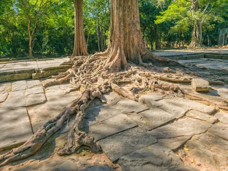 Ruin of ancient Ta Prohm Wat temple with awesome tree in Angkor, Cambodia