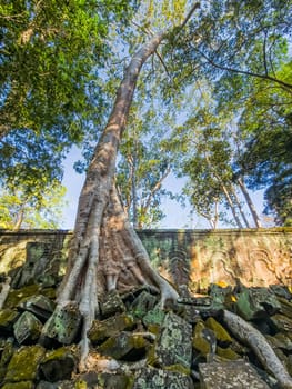 Ruin of ancient Ta Prohm Wat temple with awesome tree in Angkor, Cambodia