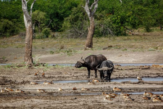 Two African buffalos walking front view in lake side in Kruger National park, South Africa ; Specie Syncerus caffer family of Bovidae