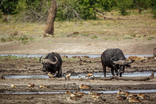 Two African buffalos walking front view in lake side in Kruger National park, South Africa ; Specie Syncerus caffer family of Bovidae