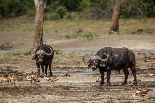 Two African buffalos walking front view in lake side in Kruger National park, South Africa ; Specie Syncerus caffer family of Bovidae