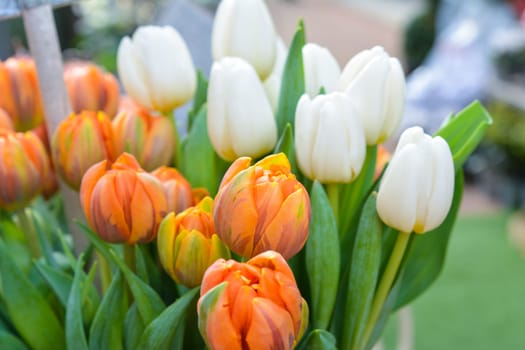 Orange and white tulips in a vase. Spring concept.