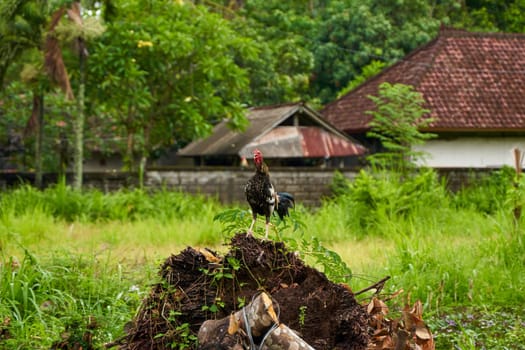 A colorful rooster walks the streets of a village in Asia