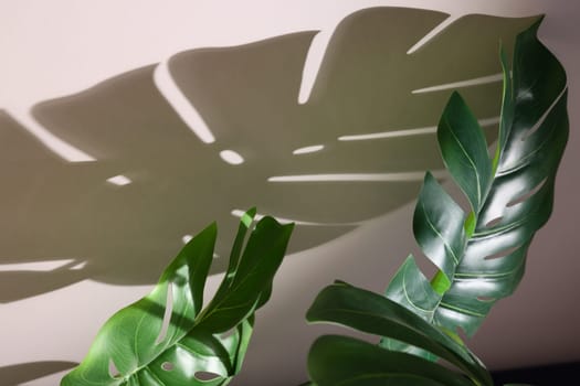 The vibrant green leaves create beautifully intricate shadow patterns, significantly enhancing the indoor decor