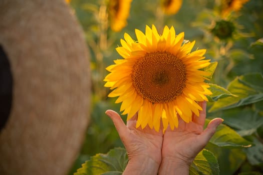 Female hands holding sunflower flower against the backdrop of a sunflower field at sunset light. Concept agriculture oil production growing sunflower seeds for oil.