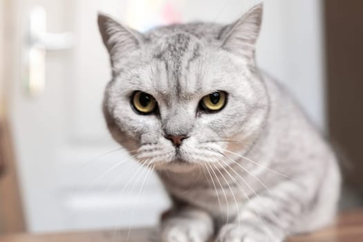 A gray tabby cat with yellow eyes stares intently at the camera, its expression serious and somewhat annoyed.