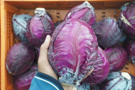A vibrant purple cabbage is beautifully displayed in a bustling market setting for sale