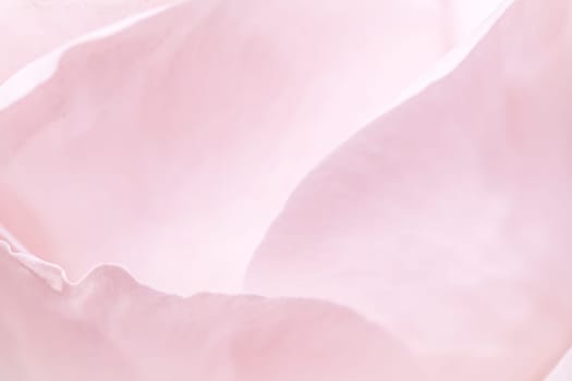 Abstract floral background, pink pale rose flower petals, soft focus. Macro flowers backdrop for holiday brand design