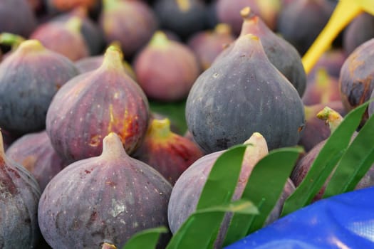 A vibrant and colorful assortment of freshly picked figs nestled gently among lush green leaves