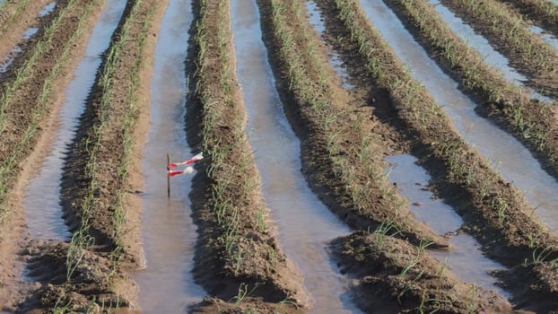 A slow-motion video shows an onion plantation in its early growth stage, with water-filled rows and a metal stake featuring a waving plastic marker.