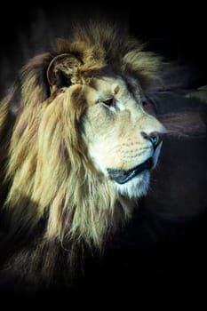 Lion in Zoo detail animal closeup