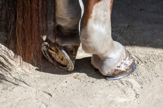Brand new horseshoe on the horse's hoof, a demonstration of traditional craftsmanship