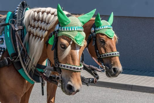 Heads of two horses with braided mane and ornaments. Tourist tours around the village or town