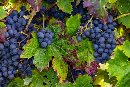 Blue grapes hanging ripe on a vine plant with autumn colored leaves as a close-up