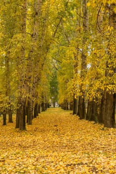 Beautiful autumn park. Autumn in Kemerovo. Autumn trees and leaves. Autumn Landscape. Beautiful romantic alley in a park with colorful trees and sunlight.