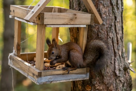 A beautiful red squirrel climbs a tree in search of food. A squirrel sits in a feeder eating nuts and seeds close-up.