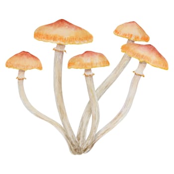 Watercolor hand drawn illustration of poisonous mushroom. Galerina marginata clip art. Good for cards, fairy tales, books, magic prints.