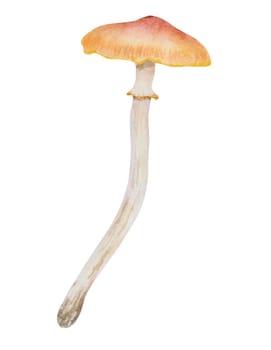 Watercolor hand drawn illustration of poisonous mushroom. Galerina marginata clip art. Good for cards, fairy tales, books, magic prints.