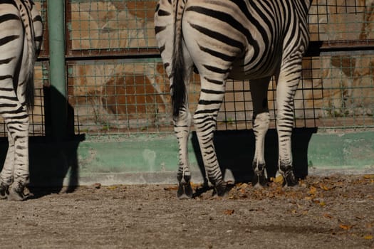 Here's a caption under 150 characters describing the image: Two zebras' hindquarters and legs are visible, eating from the ground in a zoo enclosure. A green wall and wire fence are behind them.
