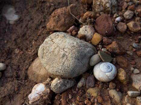 Close up of rocks and snail shell on earthy ground surface.