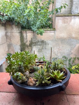 Lush succulent garden in rustic clay pot on terrace.