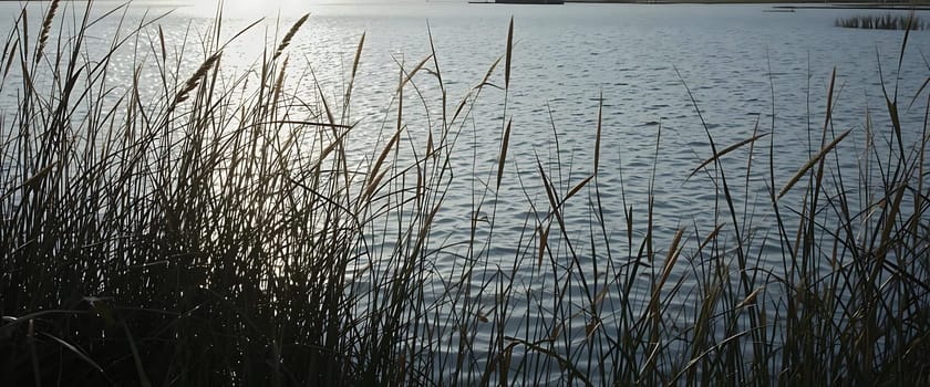 Golden sunlight dances on calm waters, as tall reeds whisper secrets to the gentle breeze. A serene twilight invites reflection, soothing the soul with its quiet beauty.