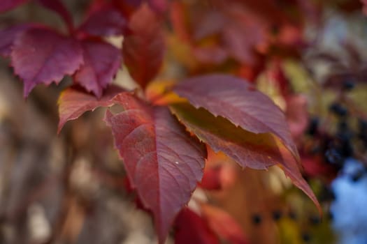 Macro shot of red autumn leaves with warm tones, soft focus background, and intricate textures, capturing the beauty of the fall season.