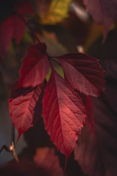 Detailed close-up of red autumn leaves with a soft focus background, showcasing intricate textures and warm seasonal tones.