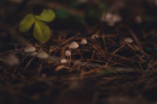 Close-up of tiny mushrooms emerging from pine needles and forest floor with a soft-focus background of greenery.