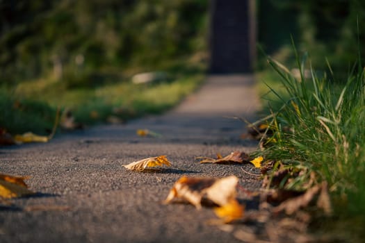 Focused view of fallen autumn leaves on a paved path bordered by grass, captured in natural light during fall.
