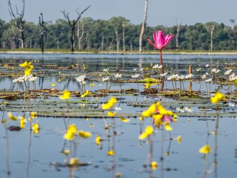 Beautiful water swamp Jayatataka Baray in Angkor, Cambodia