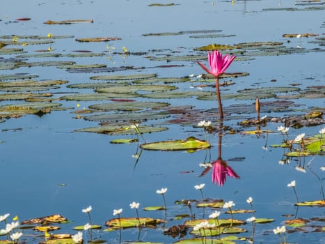 Beautiful water swamp Jayatataka Baray in Angkor, Cambodia