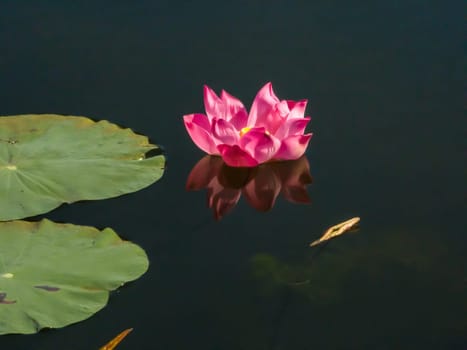 Close up on lily lotus flower in beautiful water swamp Jayatataka Baray in Angkor, Cambodia