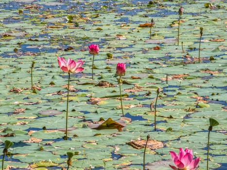Beautiful water swamp Jayatataka Baray in Angkor, Cambodia
