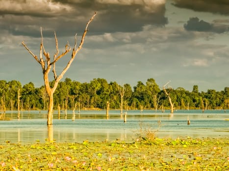 Beautiful water swamp Jayatataka Baray in Angkor, Cambodia