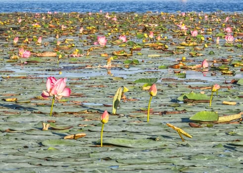 Beautiful water swamp Jayatataka Baray in Angkor, Cambodia