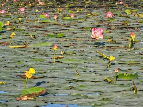 Beautiful water swamp Jayatataka Baray in Angkor, Cambodia
