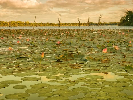 Beautiful water swamp Jayatataka Baray in Angkor, Cambodia